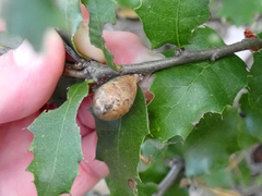 Heteroecus pacificus