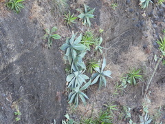 Agave infiernilloensis