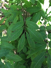 Lonicera nigra