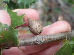 Heteroecus pacificus