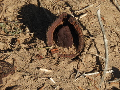 Prosopanche americana