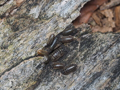 Armadillidium versicolor