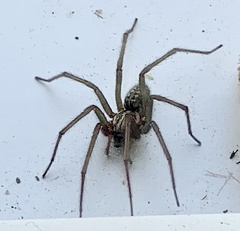 Eratigena atrica