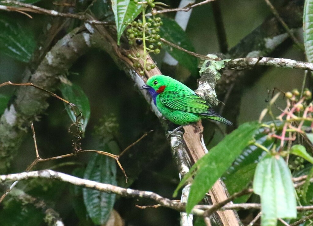 Orange-Eared Tanager