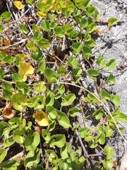 Calystegia soldanella