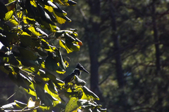 Chloroceryle amazona