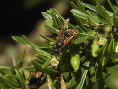 Brachygastra lecheguana