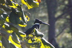 Chloroceryle amazona
