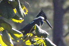 Chloroceryle amazona