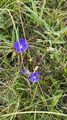Gentianopsis thermalis