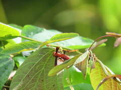 Polistes canadensis
