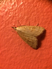 Udea lutealis