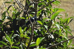 Chloroceryle amazona