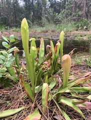 Sarracenia minor