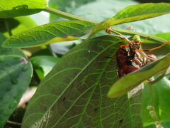 Polistes canadensis