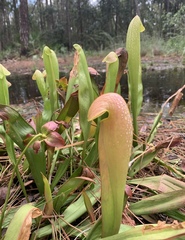 Sarracenia minor