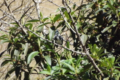 Chloroceryle amazona