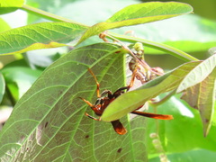 Polistes canadensis