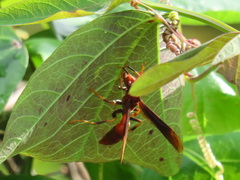 Polistes canadensis