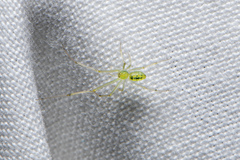 Thwaitesia nigronodosa