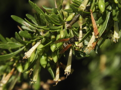 Brachygastra lecheguana