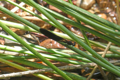 Calopteryx haemorrhoidalis