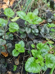 Lamium galeobdolon argentatum