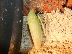 Gyponana