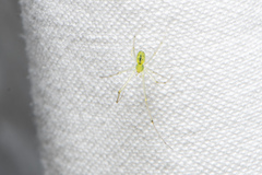 Thwaitesia nigronodosa