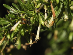 Brachygastra lecheguana