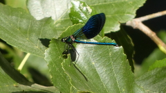 Calopteryx xanthostoma