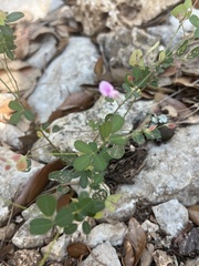 Lespedeza procumbens
