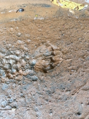 Lontra longicaudis