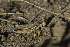 Melanoplus bowditchi