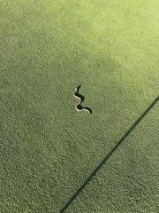 Crotalus oreganus helleri