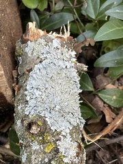 Parmelioideae