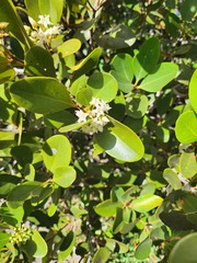 Aegiceras corniculatum