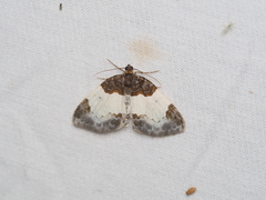 Mesoleuca albicillata