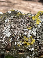 Parmelioideae