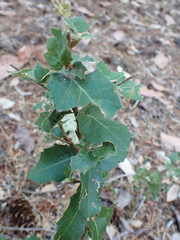 Quercus chrysolepis