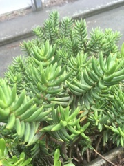 Crassula tetragona