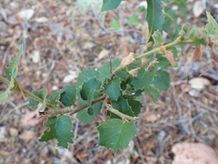 Quercus chrysolepis