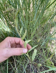 Mertensia lanceolata