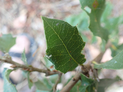 Quercus chrysolepis