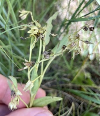 Mertensia lanceolata