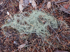 Usnea