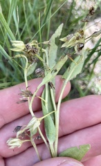 Mertensia lanceolata