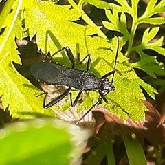 Alydus