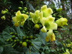 Macrocarpaea macrophylla