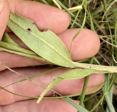 Mertensia lanceolata